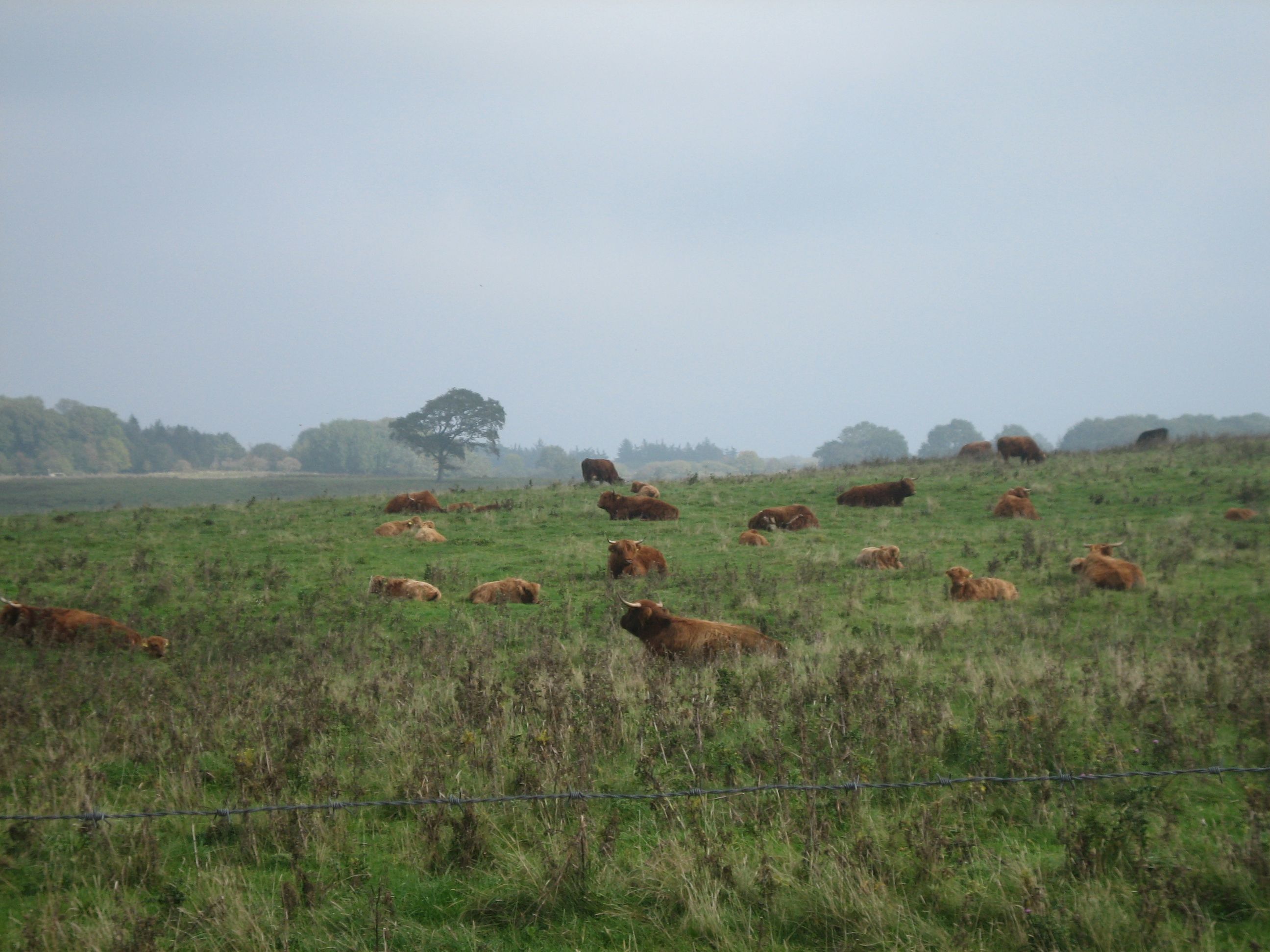 Um campo com gado e cerca de arame farpado.