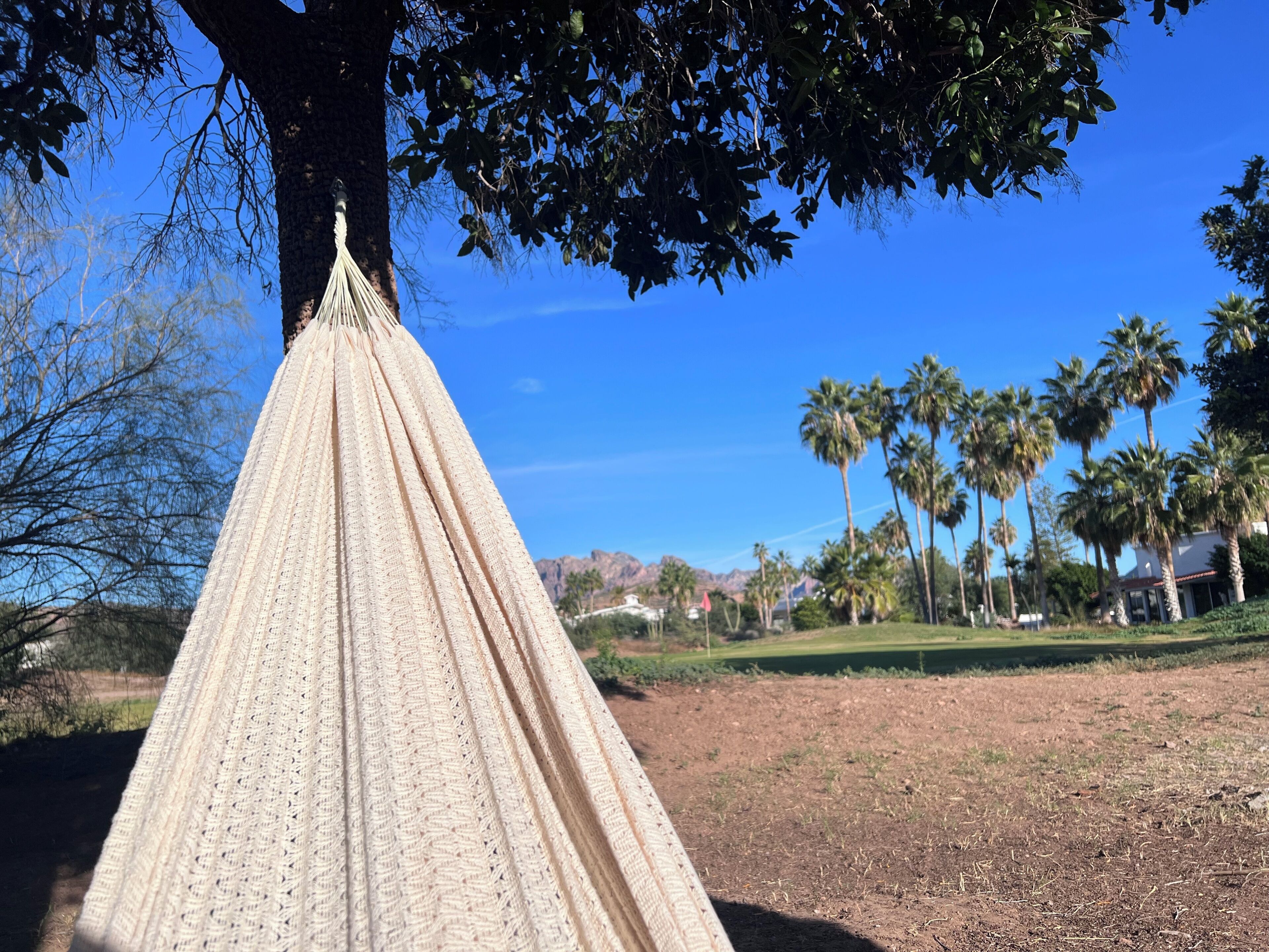 Un'amaca legata a un albero in un parco con palme e case sullo sfondo.