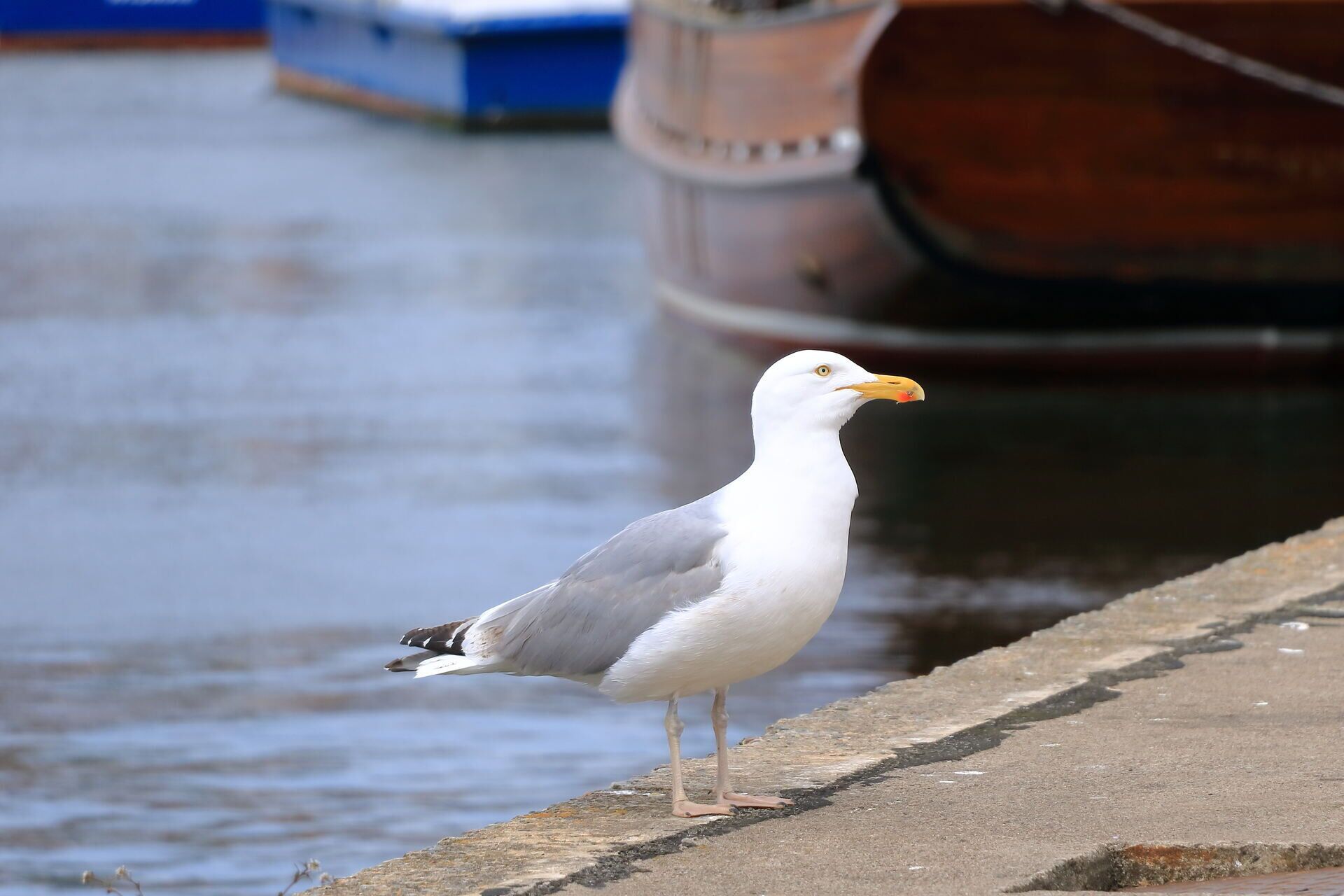 A seagull standing on a concrete ledge by a body of water.