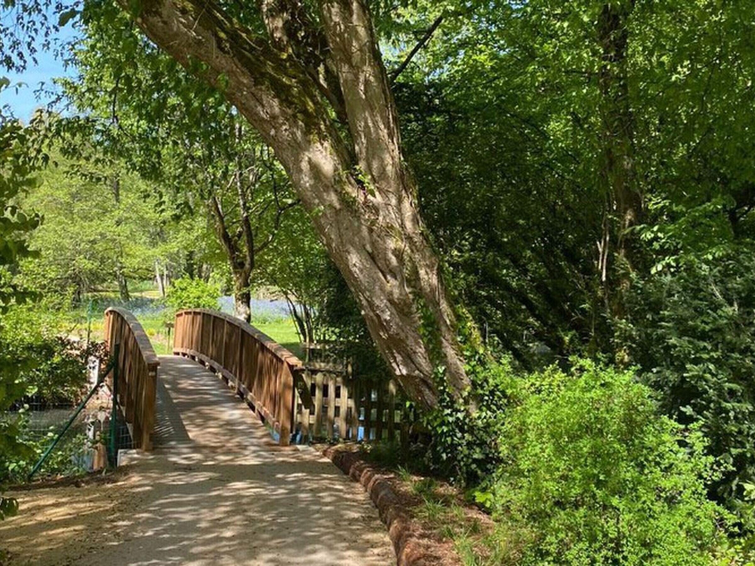 A wooden bridge in a forested area.