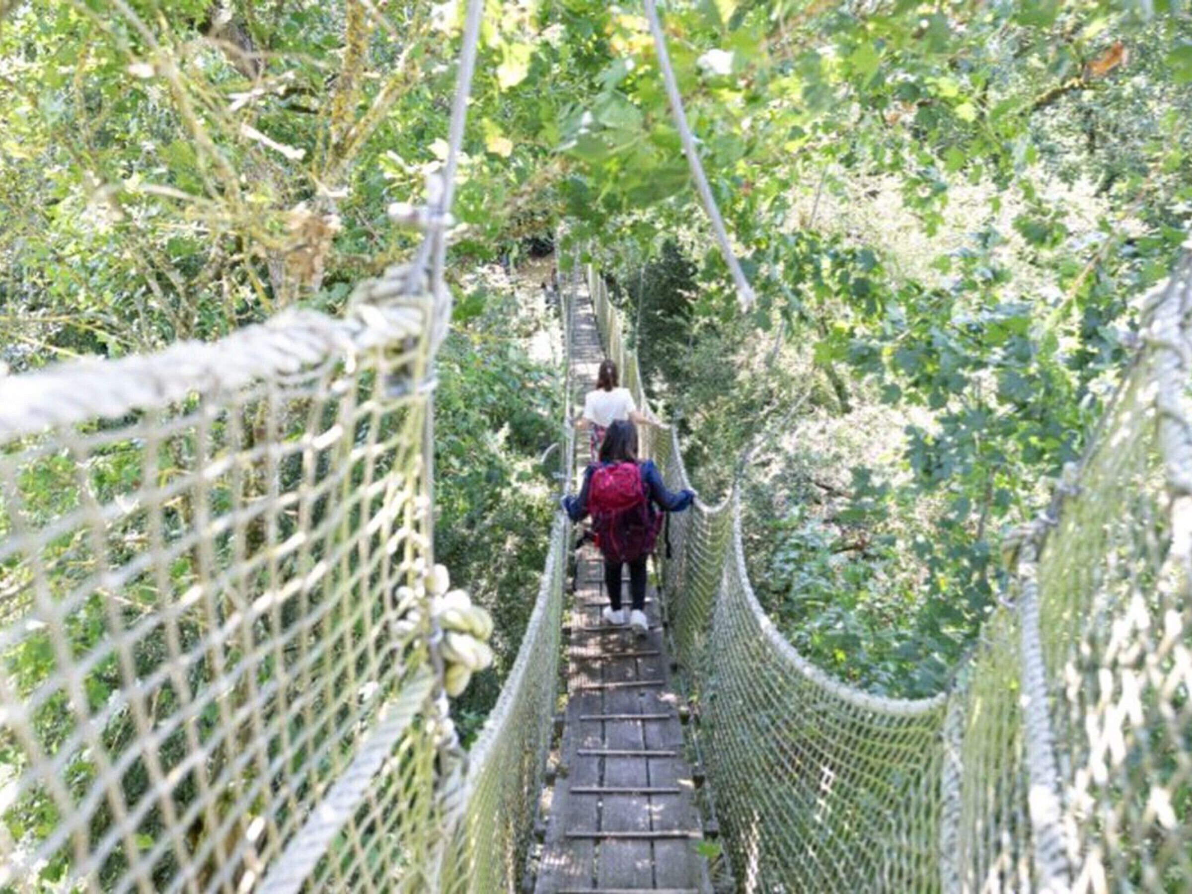 Un puente colgante rodeado de abundante vegetación.