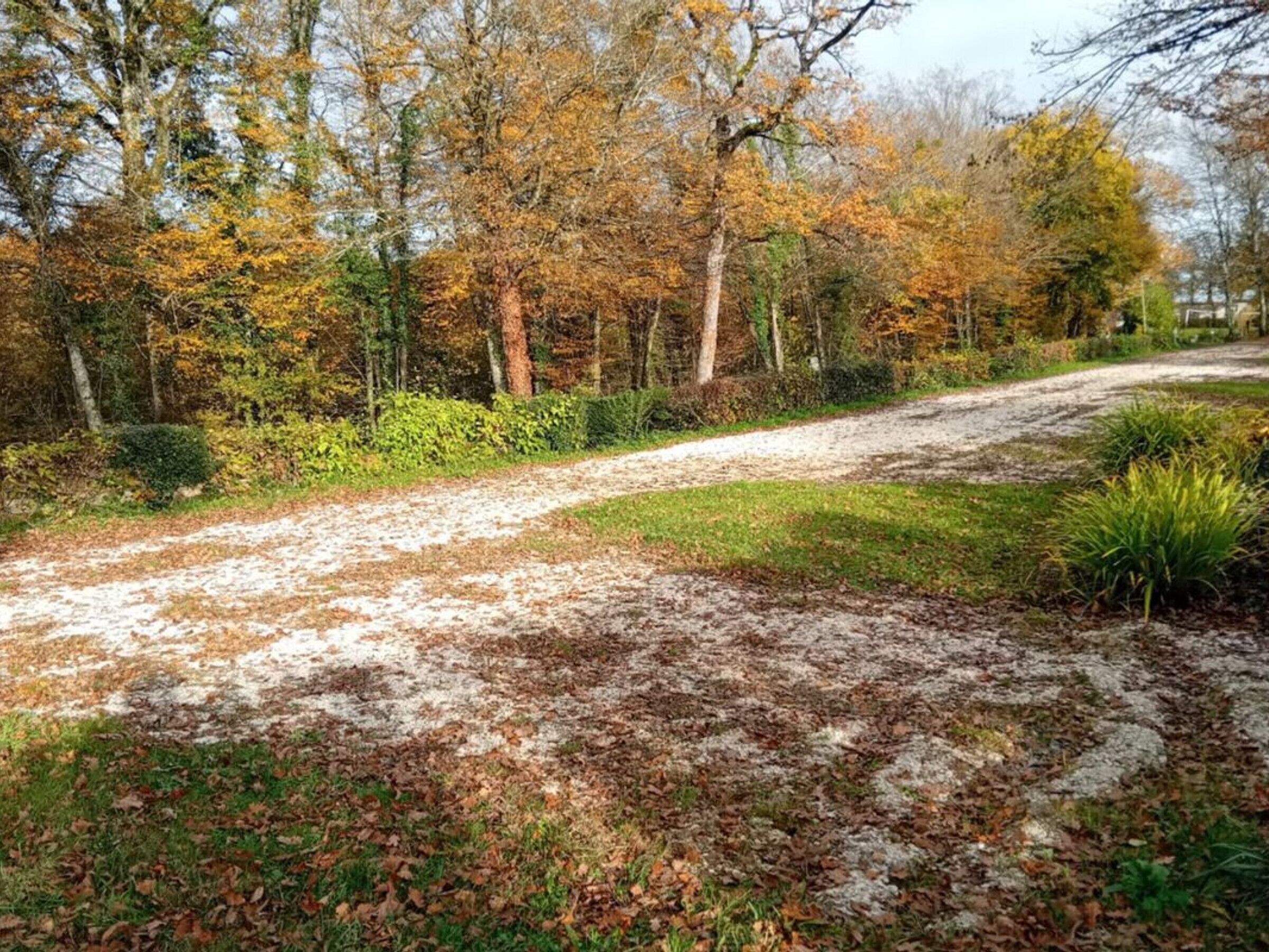 Un sendero de grava rodeado de árboles y follaje.
