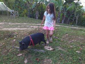 Dormitorio compartido, 1 habitación, fumadores, balcón | Jardines del alojamiento