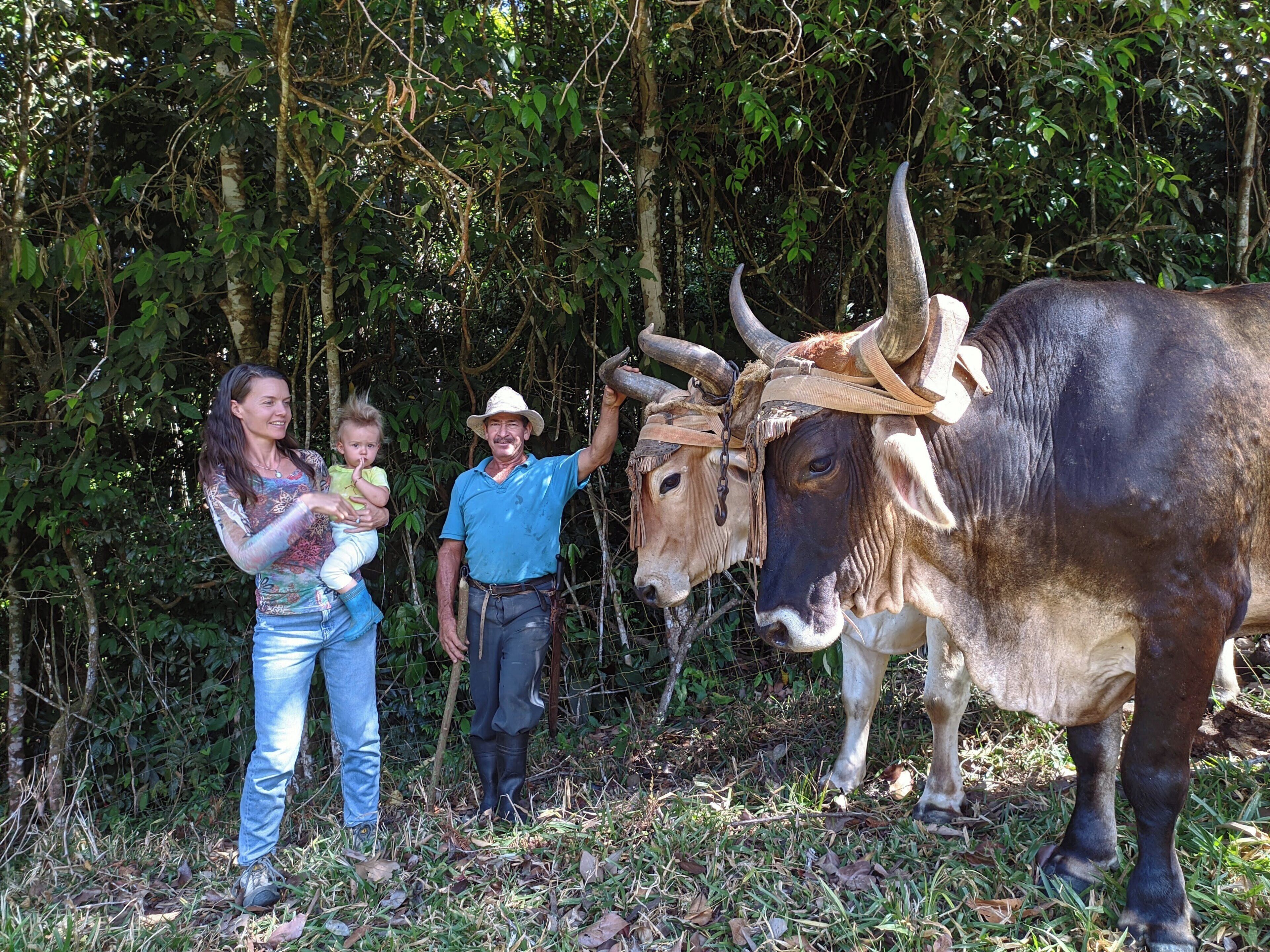 Un homme et une femme, accompagnés d’un enfant, se tiennent dans une zone boisée, à côté de deux gros bovins dotés de cornes.