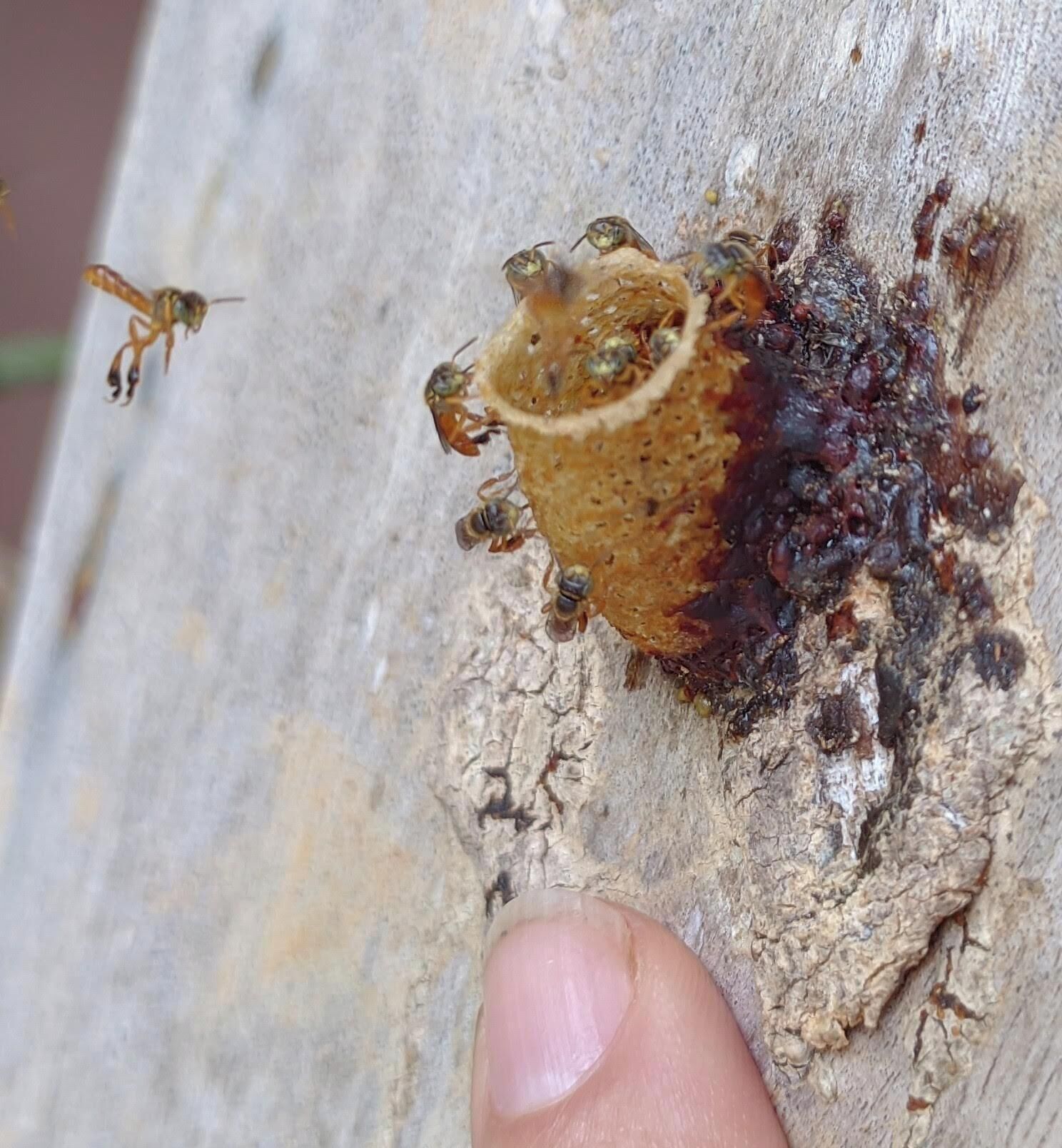 Primer plano de un árbol con corteza rugosa y un pequeño insecto sobre él.