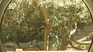 Une vue Ă travers une fenĂŞtre circulaire, avec une rambarde en bois, un arbre et quelques plantes.