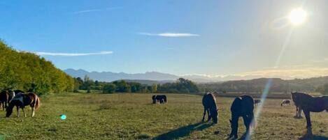 A wide-open field with a clear sky and distant mountains.