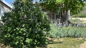 A garden with a variety of plants and a wooden structure. - Chalet pets welcome - 5 guests (Saint-Georges-de-Luzençon)
