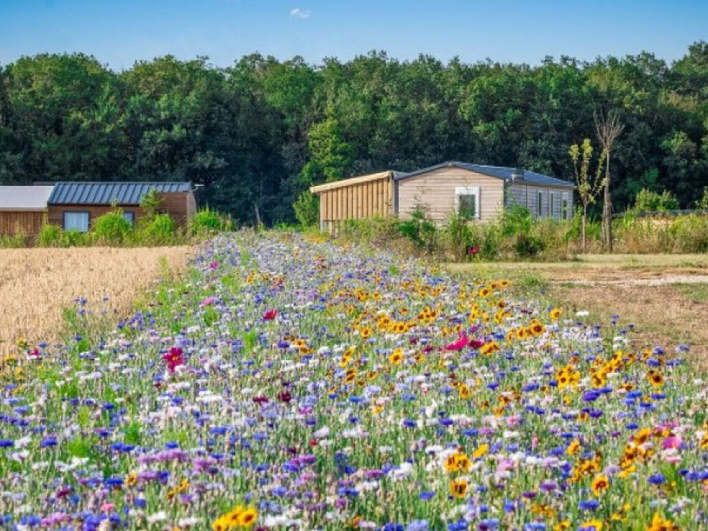 Een landelijk landschap met een bloemenveld, een houten hut en een klein gebouw met een metalen dak.