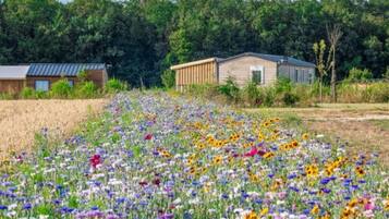 Een landelijk landschap met een bloemenveld, een houten hut en een klein gebouw met een metalen dak.
