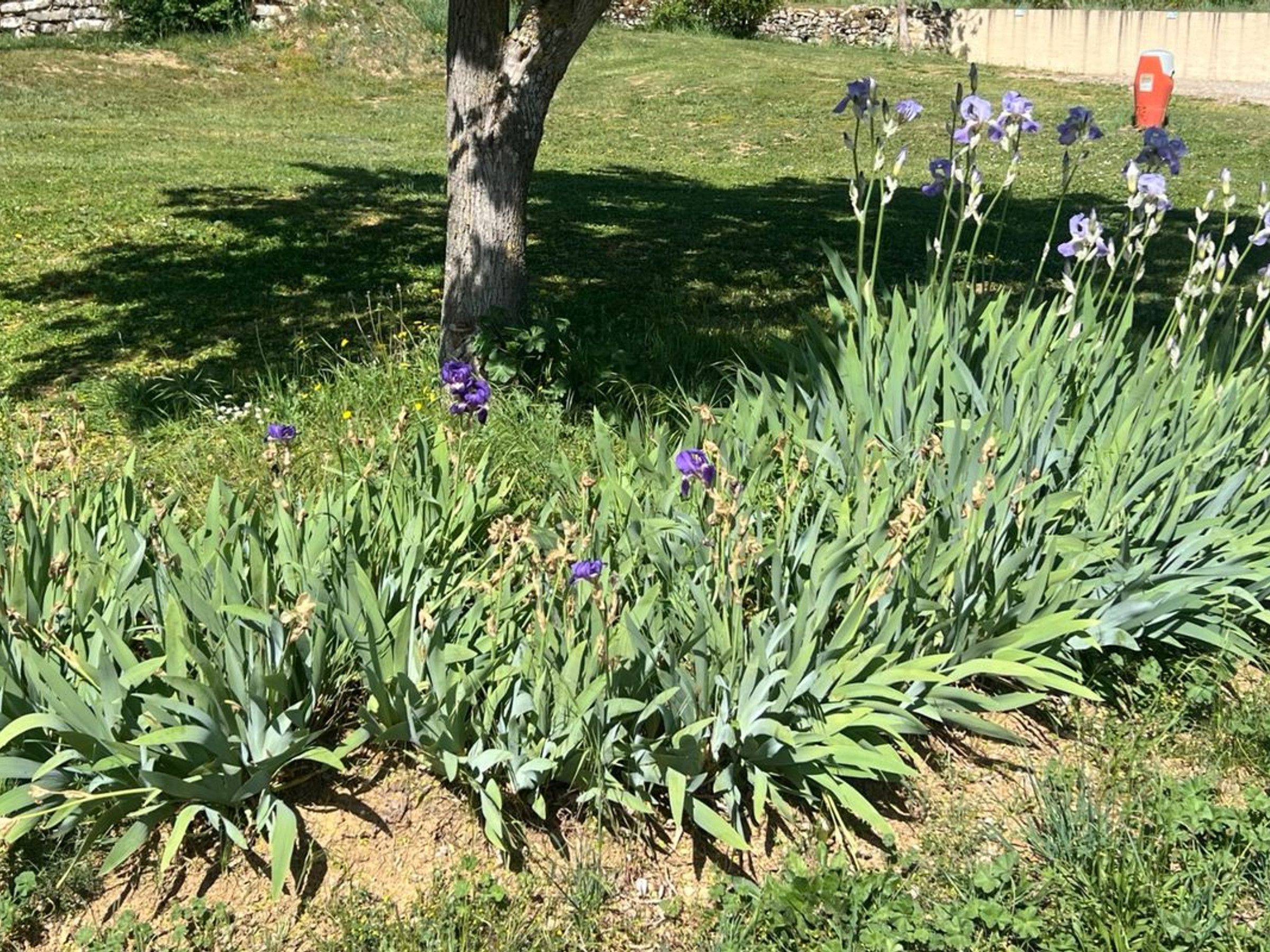 Un jardin avec un feuillage verdoyant et des fleurs violettes, un tronc d’arbre et un mur de pierre en arrière-plan.