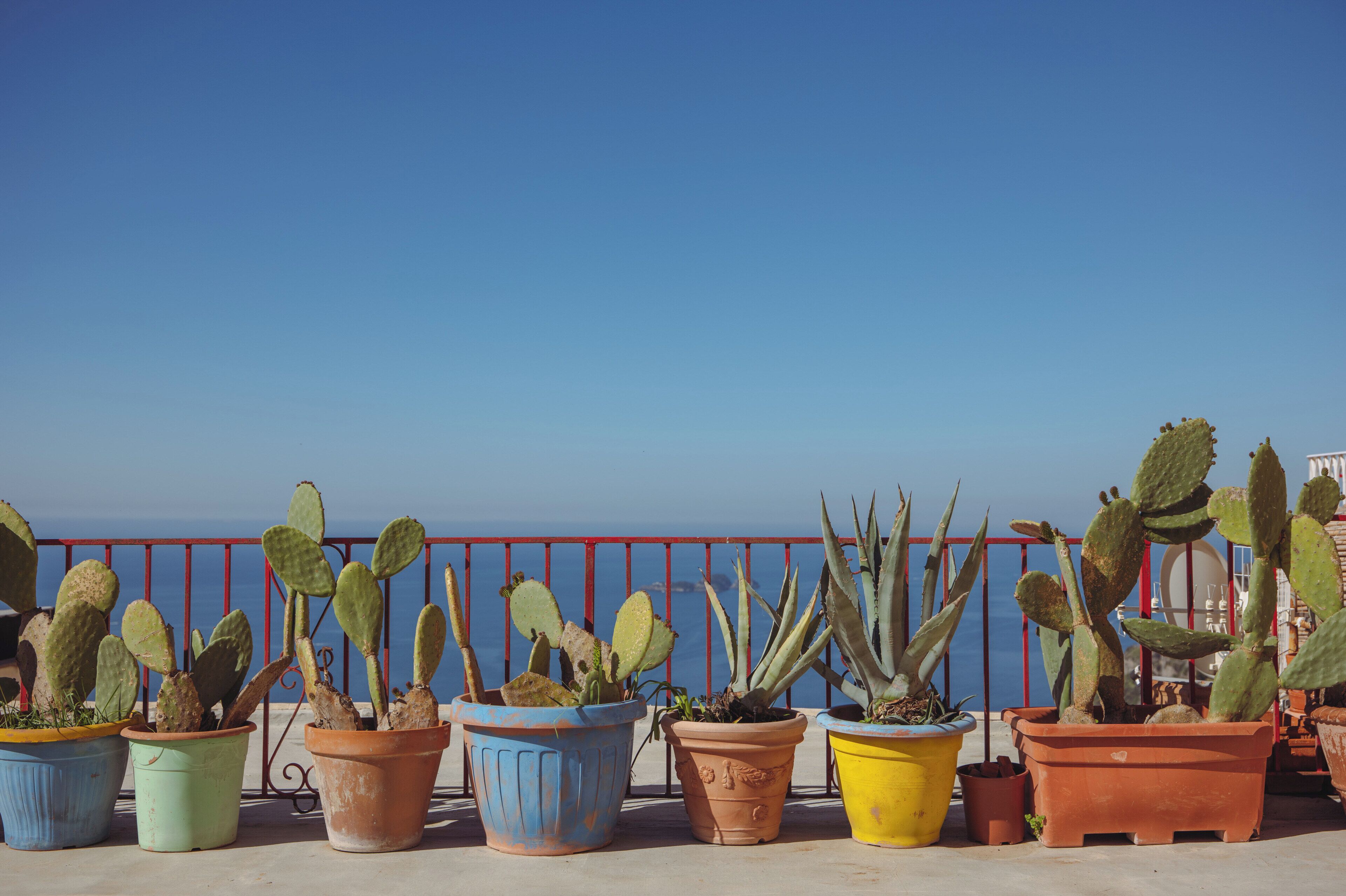 A row of potted cacti on a balcony with a clear view of the sea.