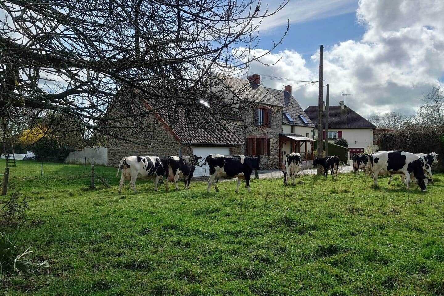 Un cadre rural avec une maison en pierre, un champ clôturé et plusieurs vaches.