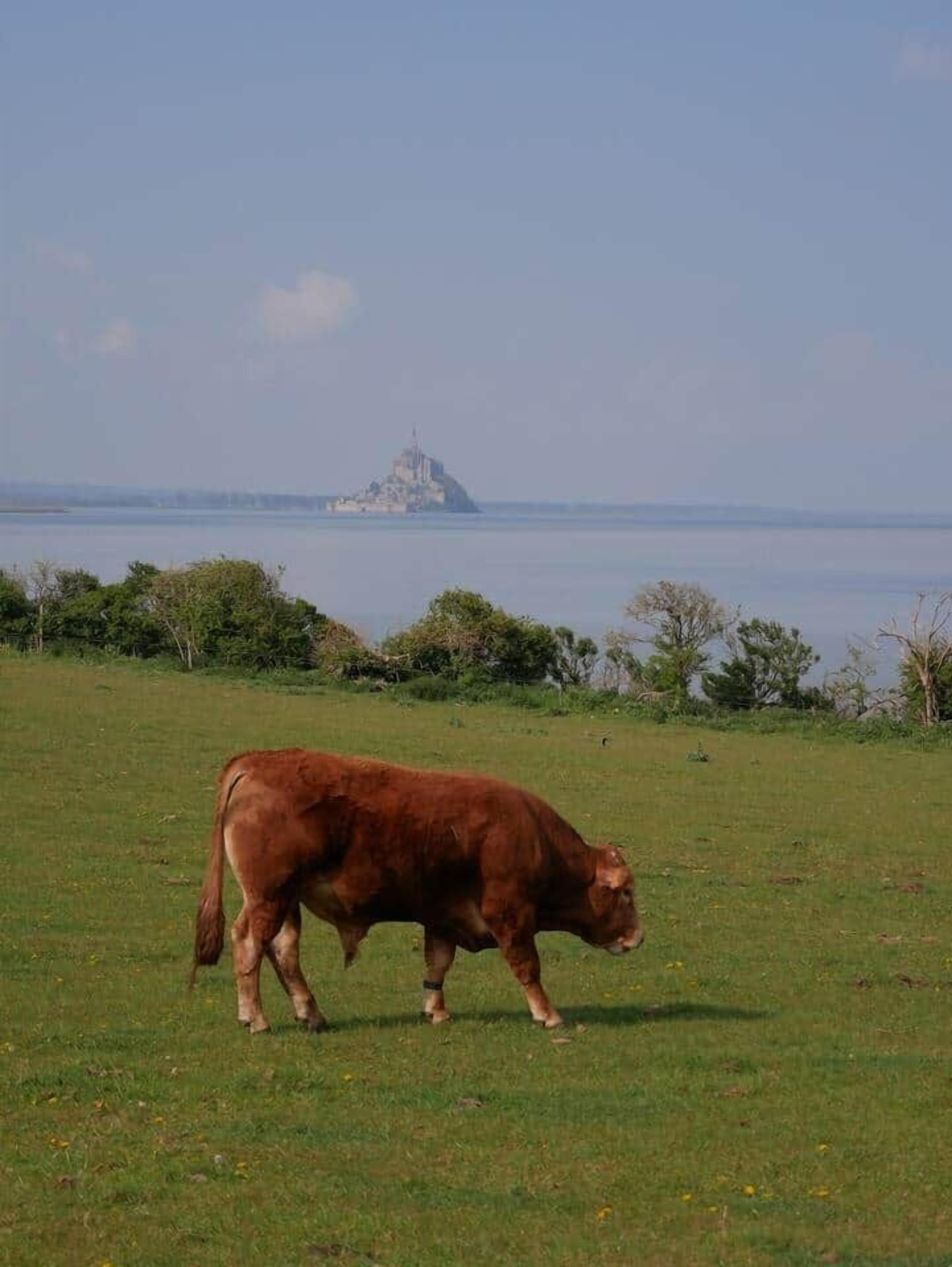 Eine Kuh auf einer Wiese mit Blick auf eine große Insel in der Ferne.