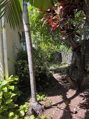 Property grounds - Location T3 meublée - Duranta - Relaxing stay with swimming pool. (Saint-Louis)