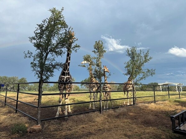A fenced area with giraffes and trees, a clear sky, and a distant structure. - Coming Soon!! Immersive Giraffe experience in our rustic luxurious condo. (Lometa)