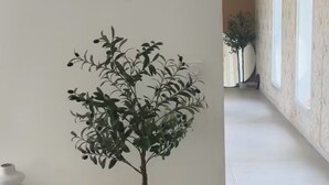 Ein Zimmer mit weißer Wand, einem kleinen Holztisch, einem Korbstuhl, einem weißen Webstuhl-Sessel und einer Topfpflanze.