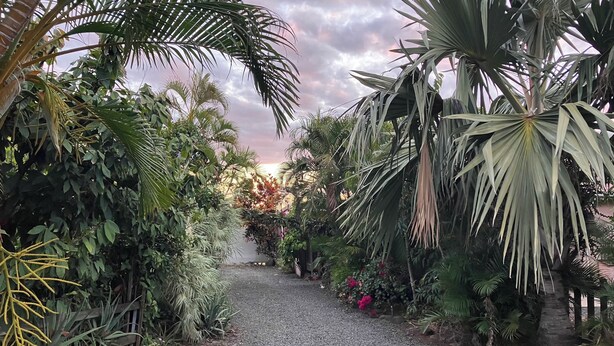 A pathway surrounded by lush tropical plants and palm trees. - T2 furnished with terrace and pool - Saint-Louis 🌺. 🌴 (Saint-Louis)