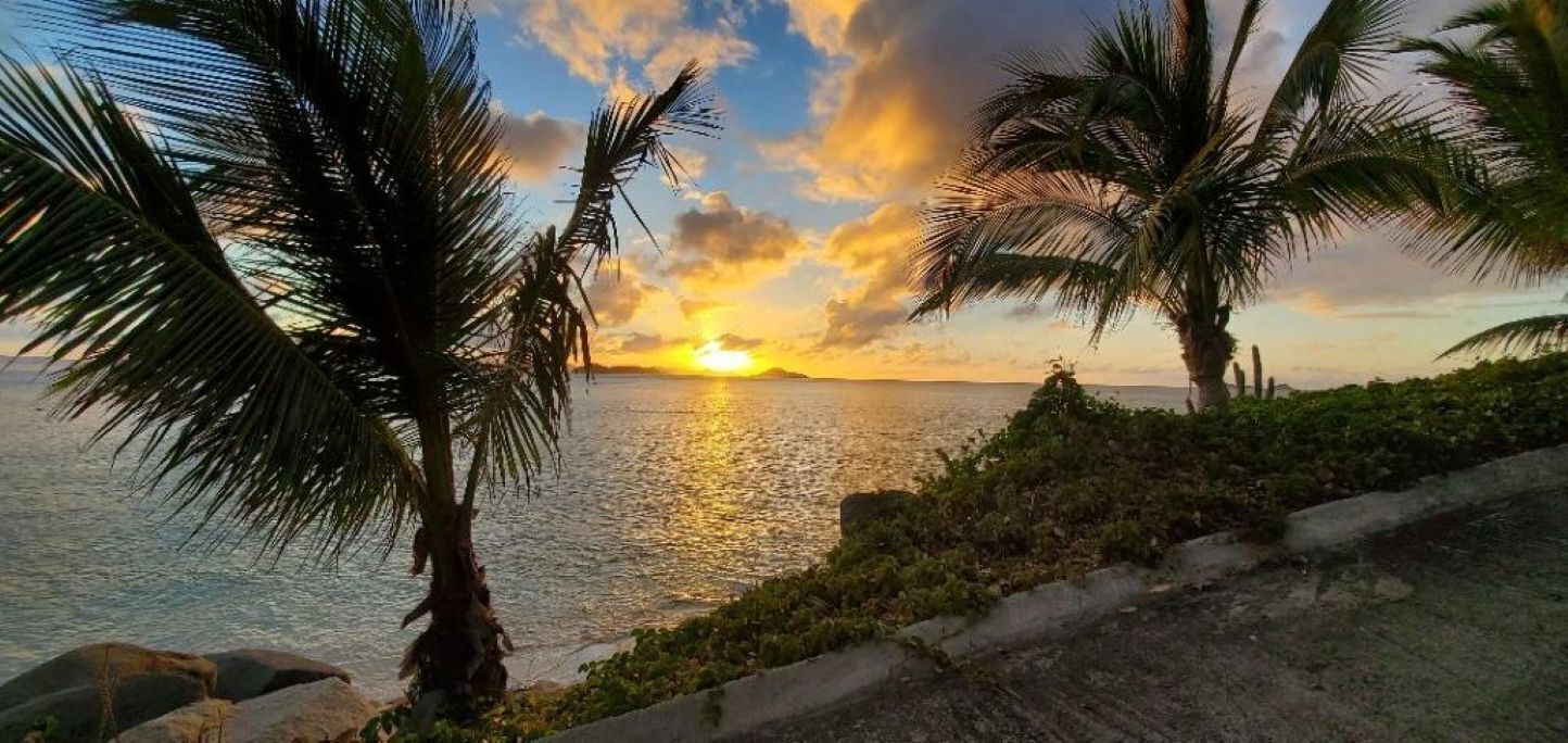 A sunset view with palm trees and a body of water.