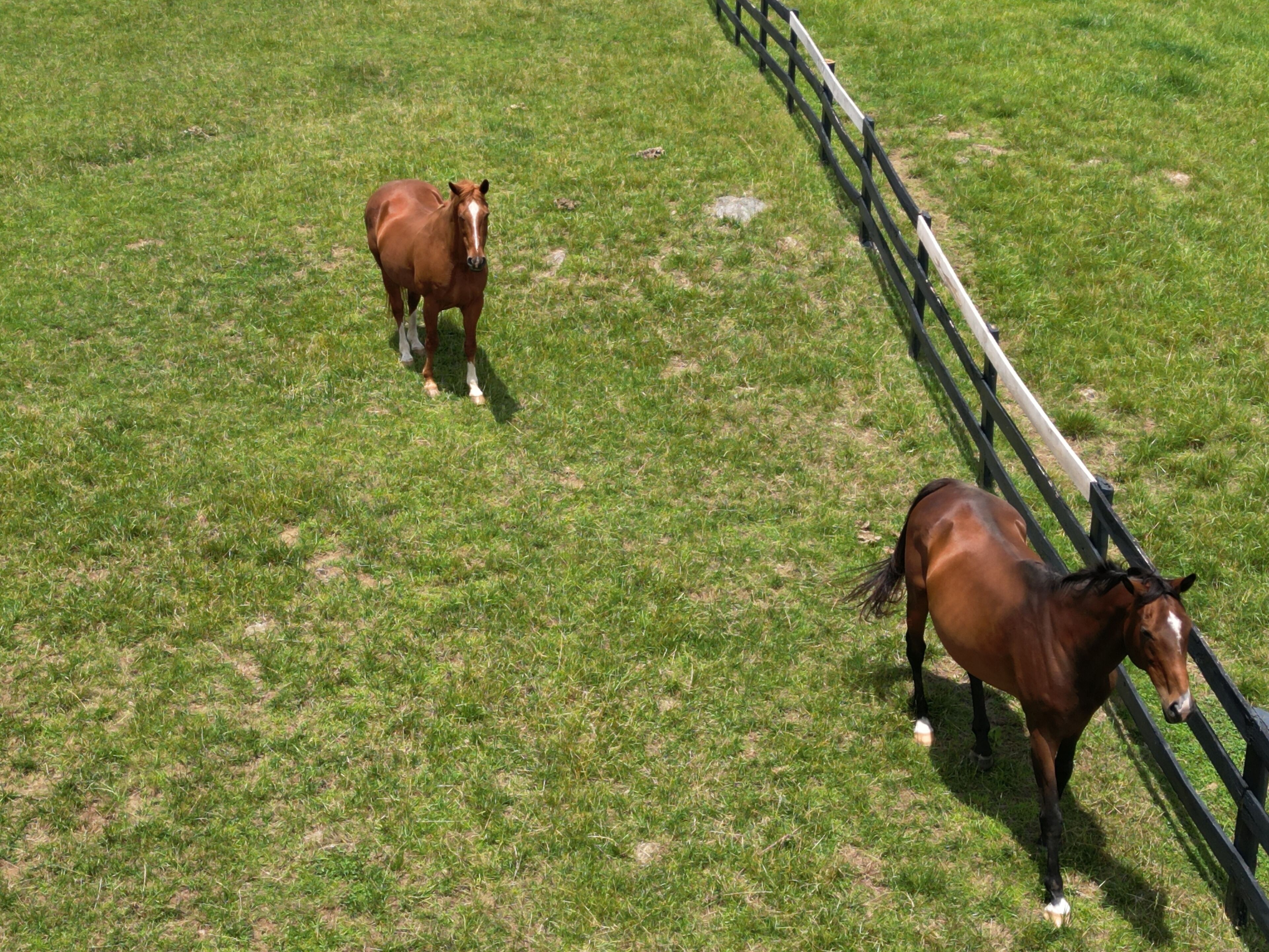 Two horses in a grassy field with a wooden fence.