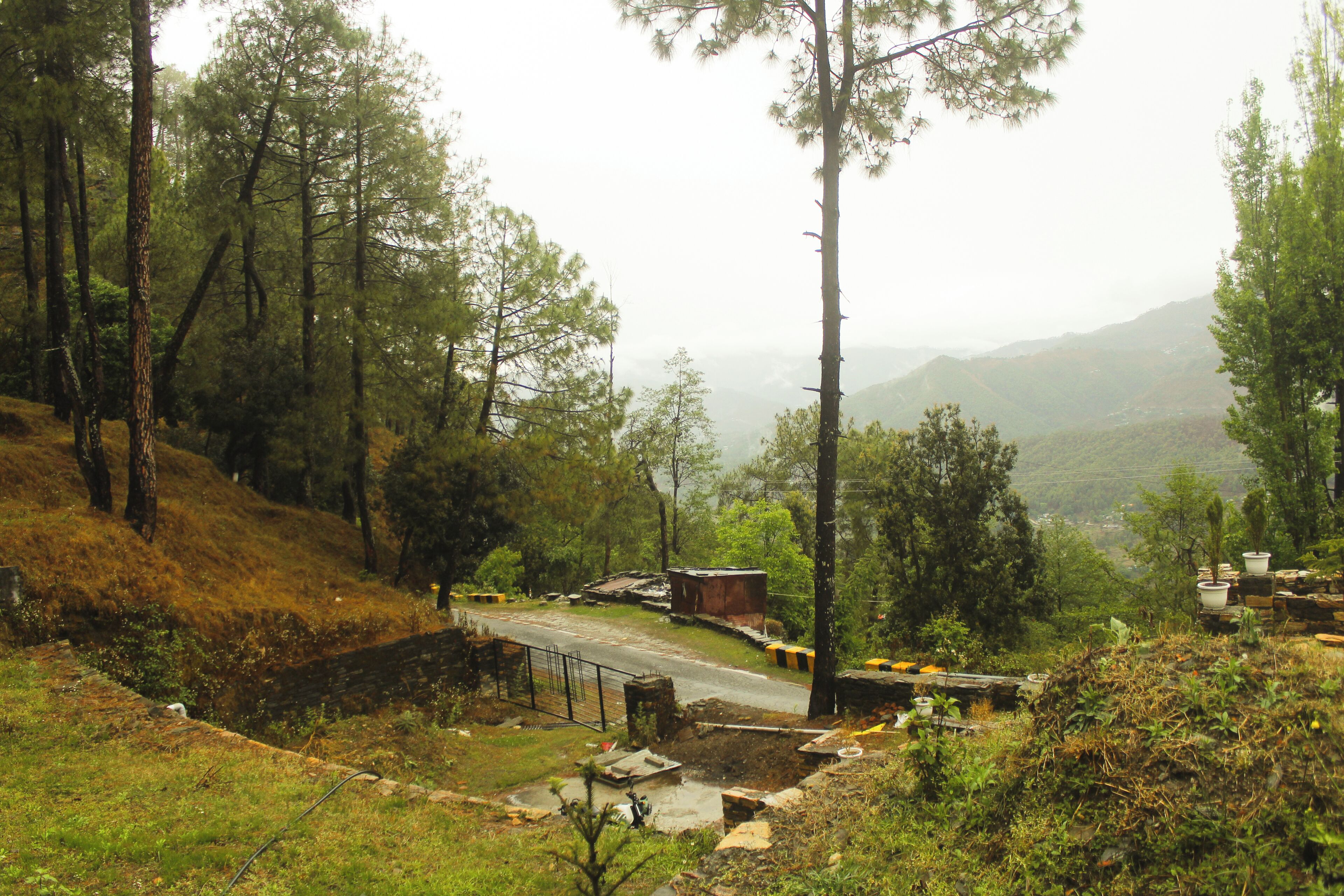 Taman