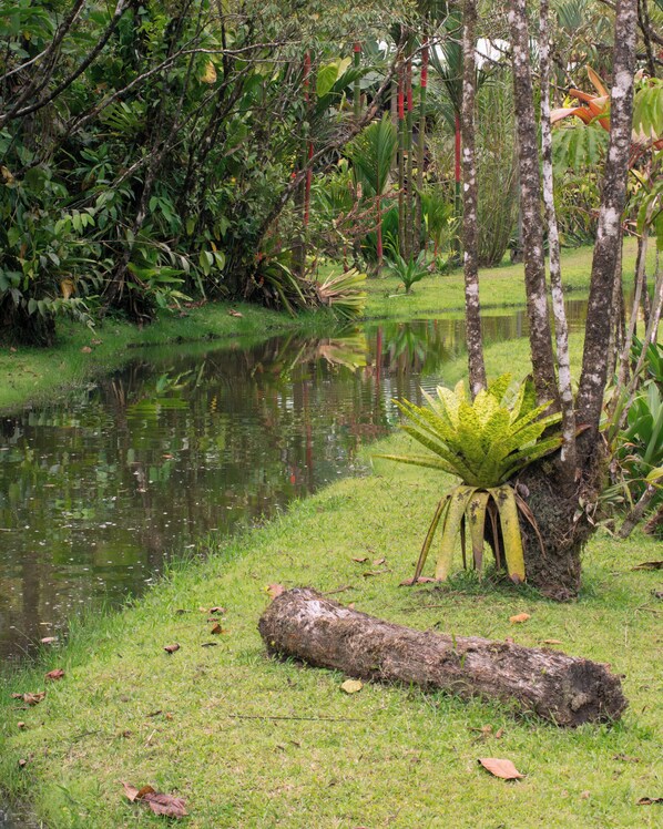 Ein friedlicher Teich, umgeben von üppigem Grün und Bäumen.