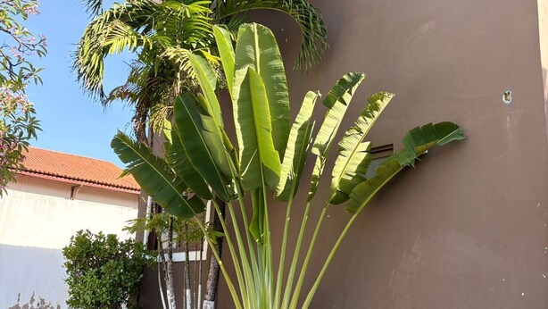 Un bâtiment à l’extérieur brun, un chemin pavé et une grande plante aux longues feuilles.