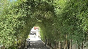 Un sentier bordé de bambous, qui mène à un bâtiment doté d’un toit rouge.