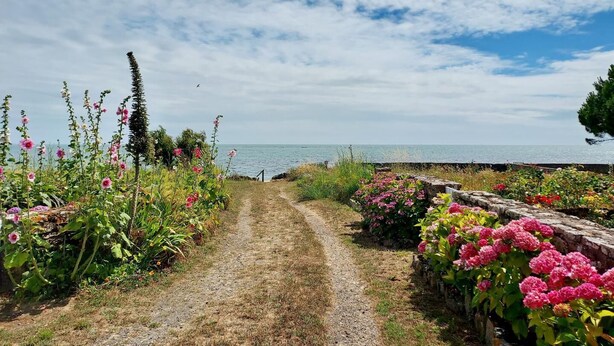 Un sendero de grava que lleva a una masa de agua, rodeado de vegetación exuberante y plantas con flores.