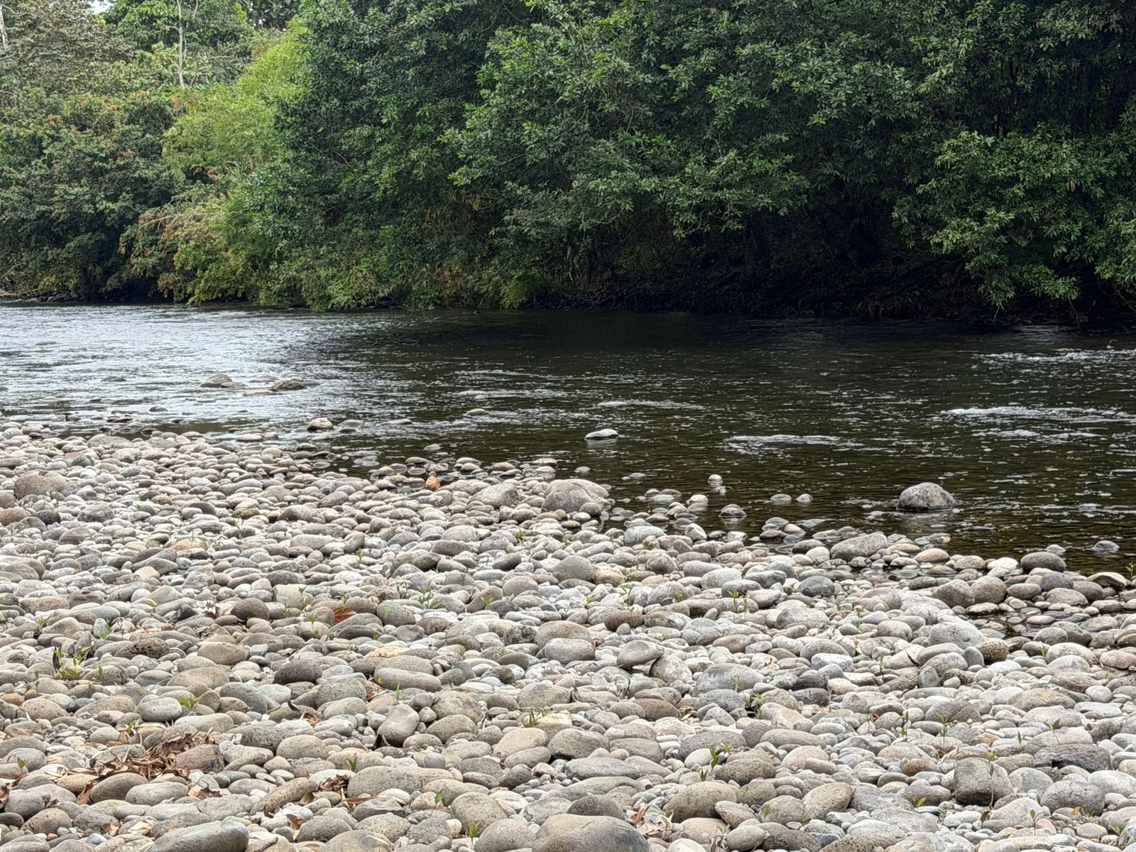 A riverbank with a rocky surface and dense greenery in the background.