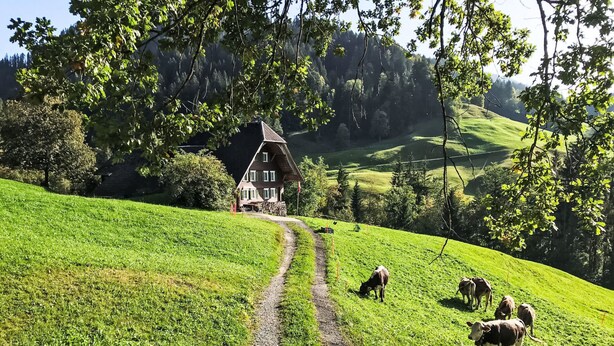 A rural landscape with a house, a dirt path, and grazing cows. - Rüttimätteli by Interhome (Marbach)