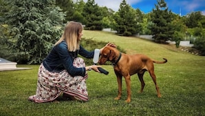 A person interacting with a dog in a grassy outdoor area with trees in the background. - Hotel Millennium (Pecs)
