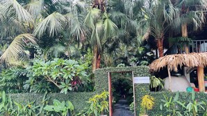 Entrada a un jardín tropical con una puerta de madera, abundante follaje y un letrero que dice 'The Wooden Cafe'.