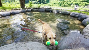 A dog in a shallow water area surrounded by rocks. - Nagomiya Seseragi (Gujo)