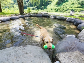 A dog in a shallow water area surrounded by rocks.