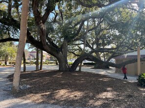 Parco della struttura