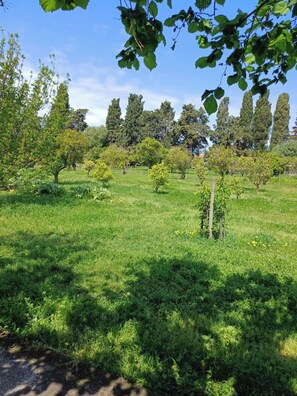 A grassy field with trees and a clear sky.