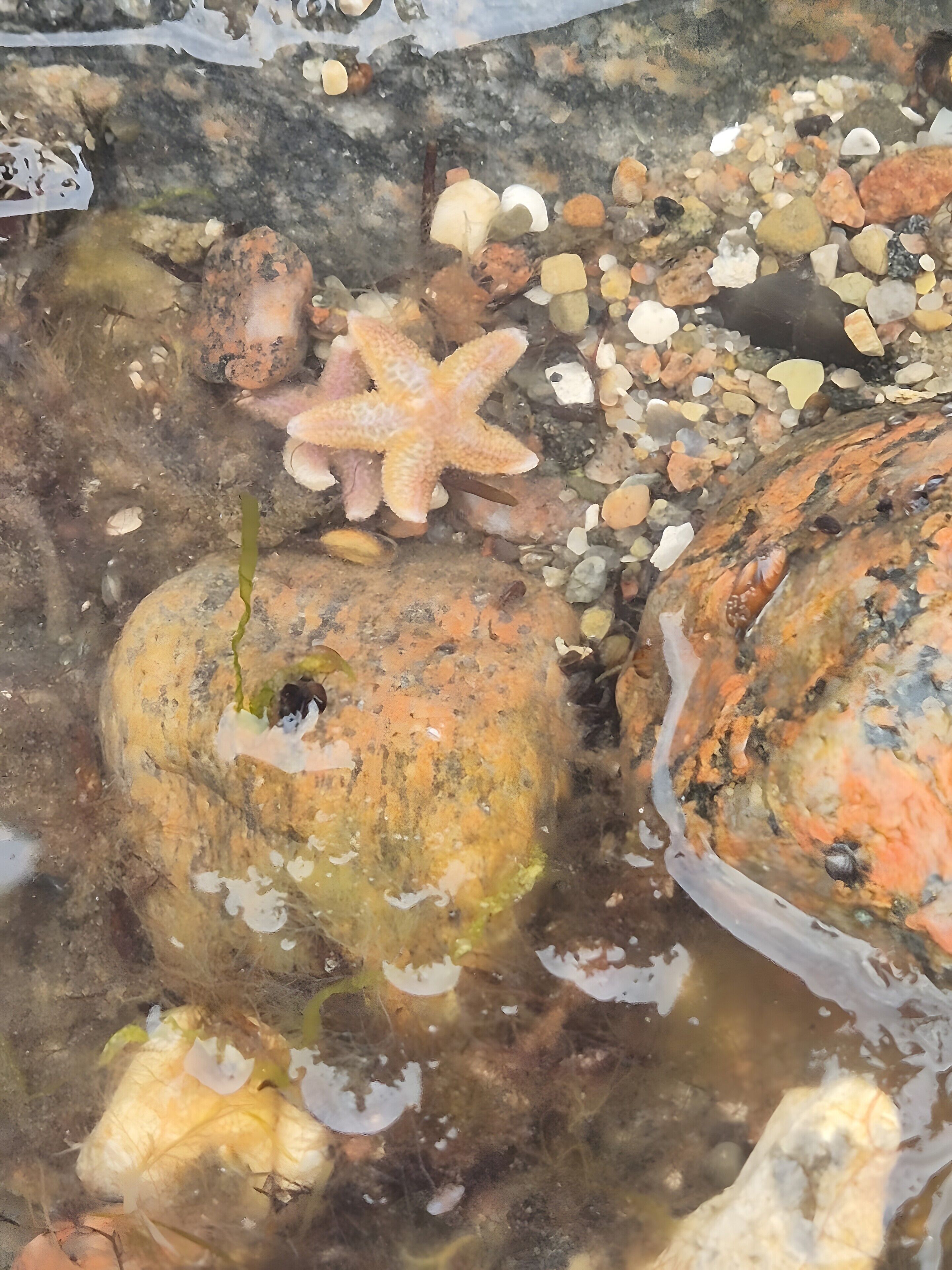 A starfish and rocks in clear water.