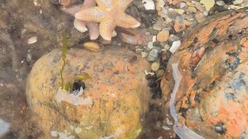 A starfish and rocks in clear water.