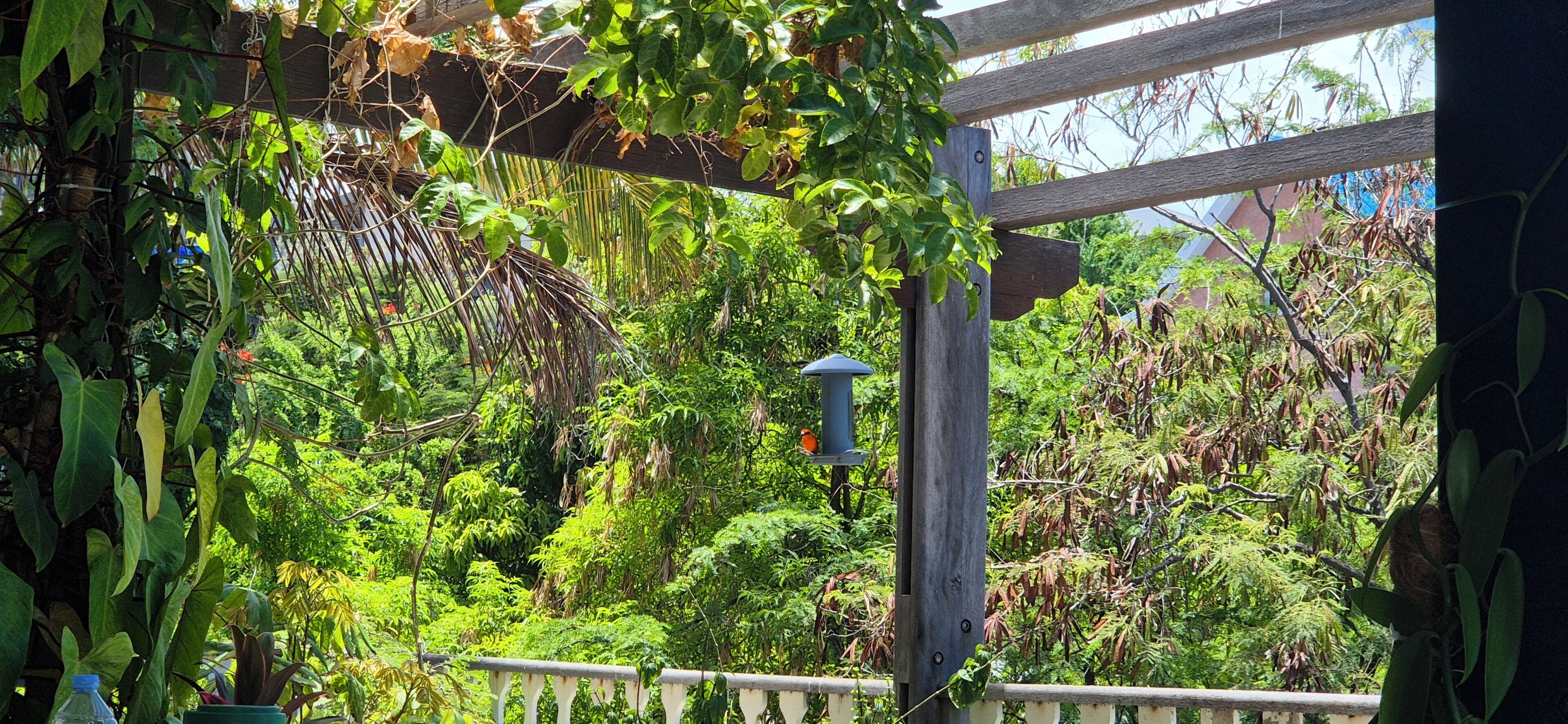 Een weelderige tuin met een houten pergola, dichte beplanting en een vogelhuisje.