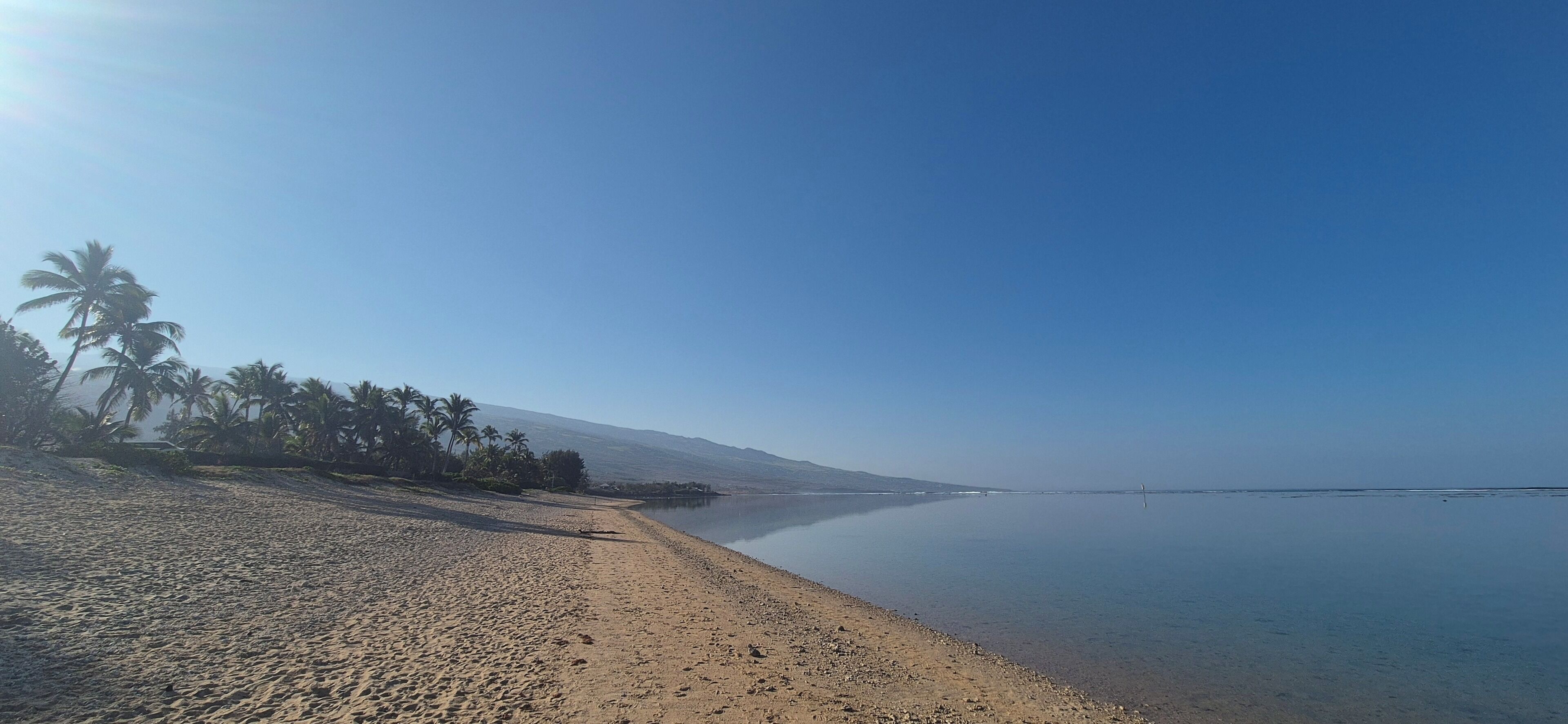 A beach with palm trees and a calm sea.