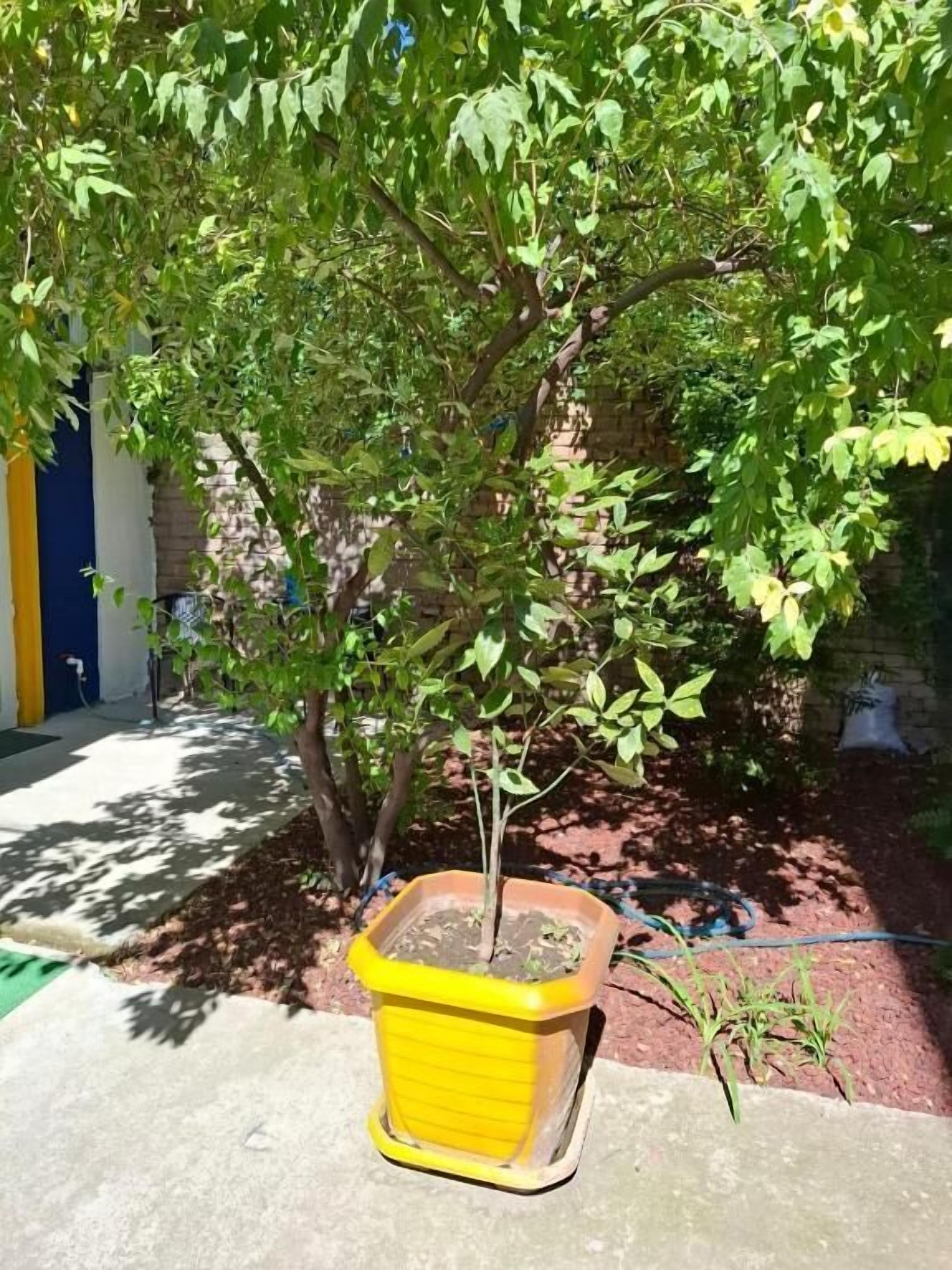 Comfort Studio, Lanai, Courtyard View | Property grounds