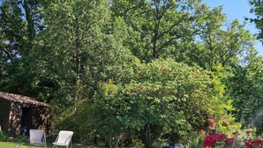 Una piscina con bordo in legno, circondata da vegetazione lussureggiante e un muro in pietra.