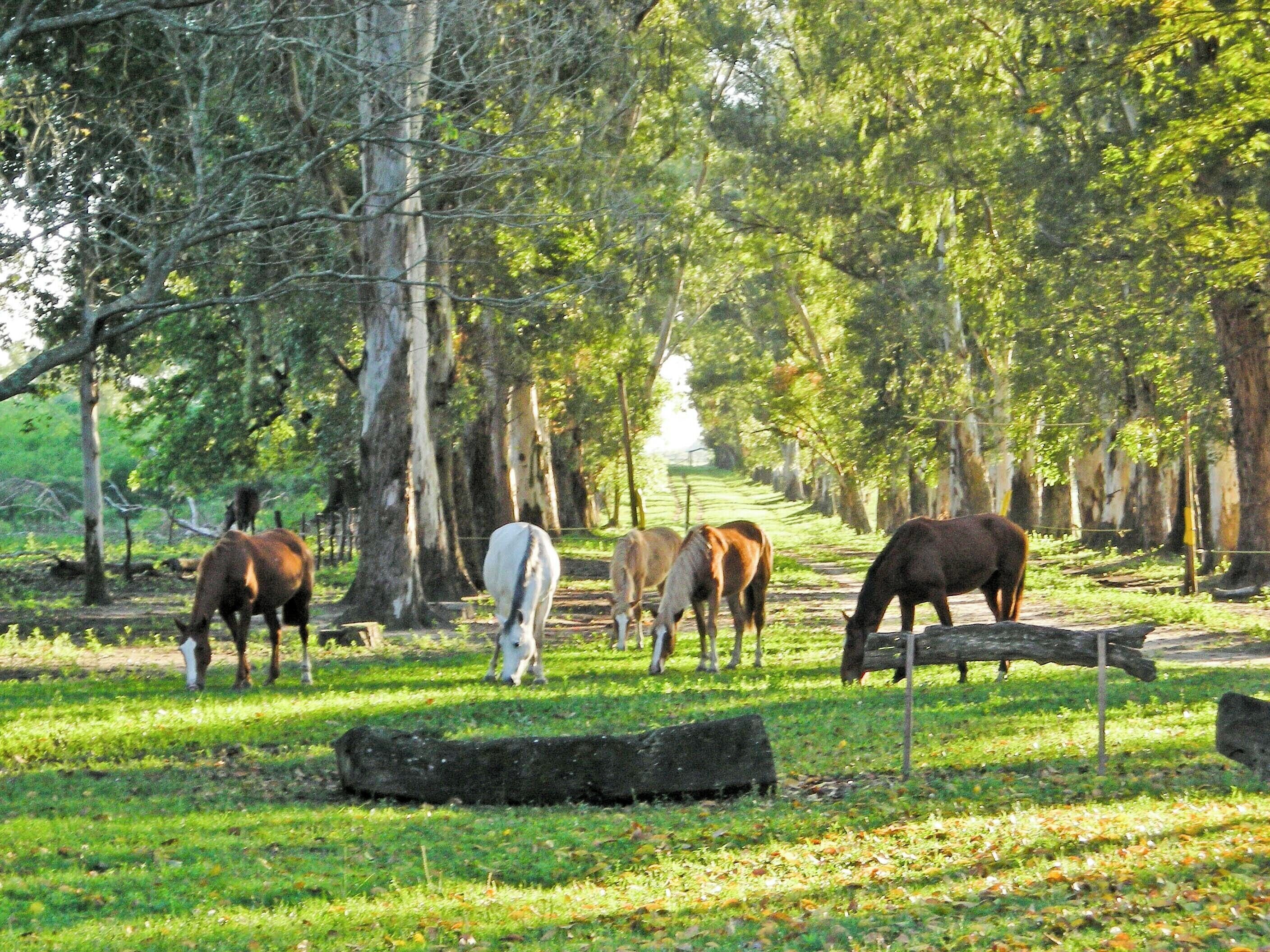 A natural setting with horses grazing, surrounded by trees and a stone path.