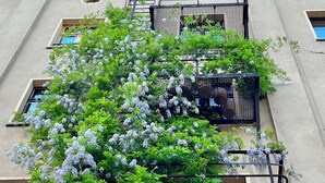 A building with a fire escape, a window, and a tree with white flowers. - Übersee - quiet guest apartment with terrace & clay plaster in Himmelpfort (Fürstenberg/Havel)