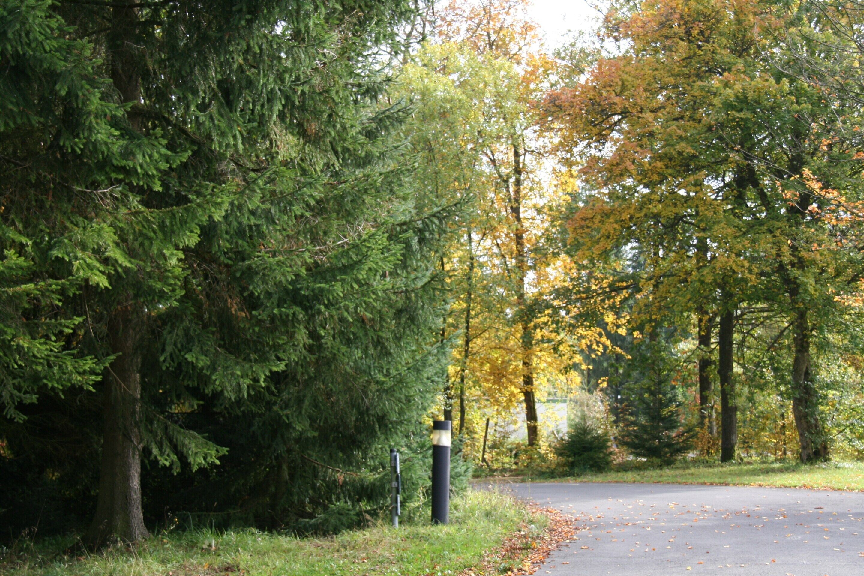 A road curving through a forest with trees displaying autumn foliage.