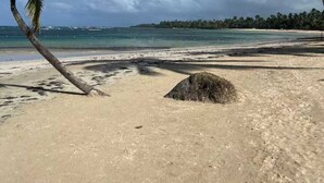 A beach with palm trees, clear skies, and calm waters. - Cozy studio at Portillo, Las Terrenas (Las Terrenas. El Portillo Residences.)