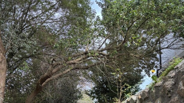 Un stretto sentiero in pietra, costeggiato da alberi e da un muro di pietra, conduce a un cancello.