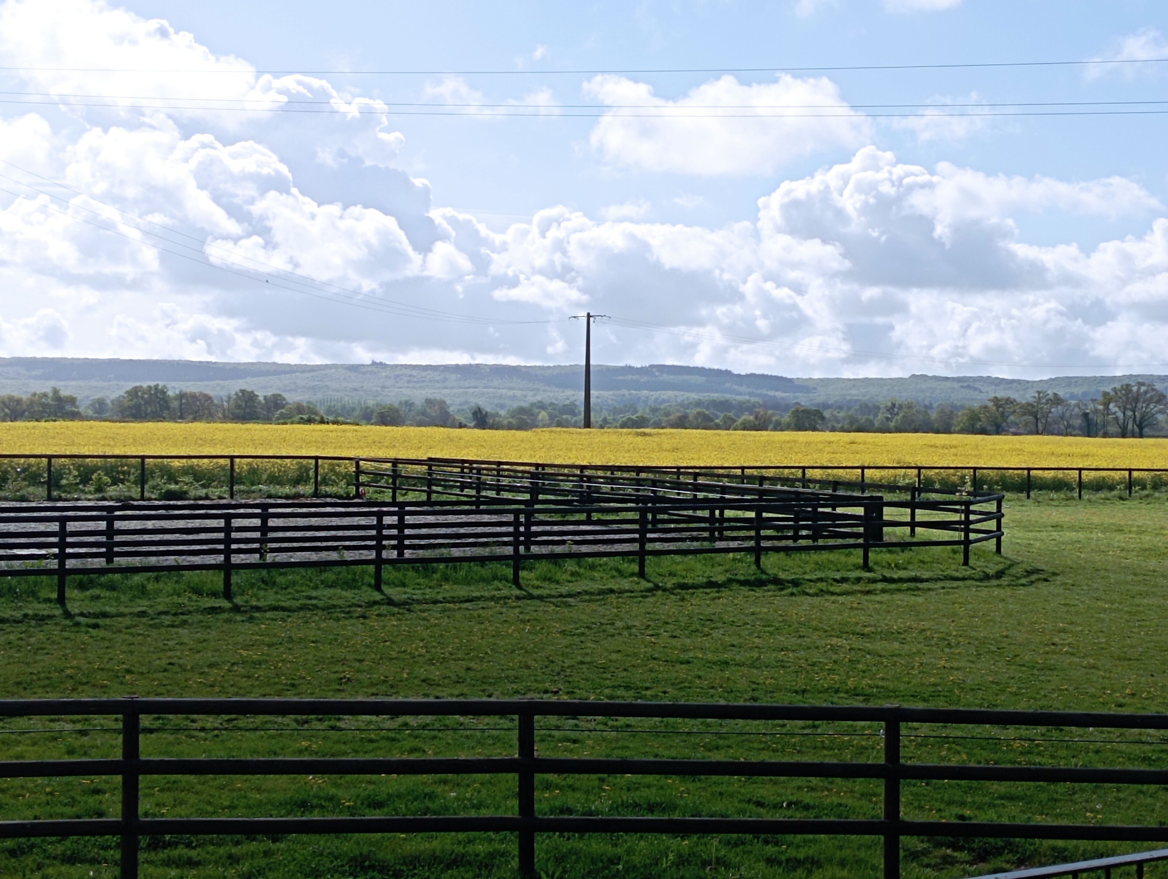 Un paysage rural avec un champ de fleurs jaunes, une clôture et une colline au loin.