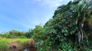 A river with dense vegetation and trees on both sides. - Kibale Riverside Camp (Kibale)